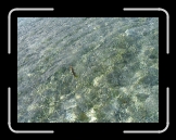 Tortola 235 * Gotcha buddy * 2592 x 1944 * (3.38MB)